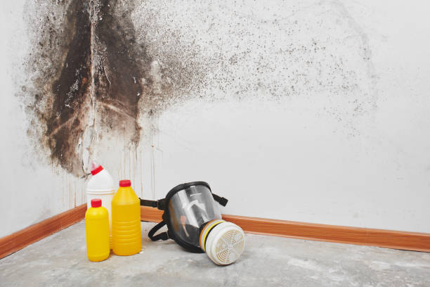 Best Local Mold Removal Service  in Speer, NC
