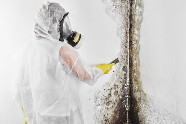 Best Toxic Mold Removal  in Speer, NC