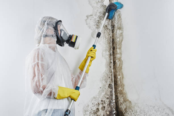 Spencer, NC Mold Removal Company