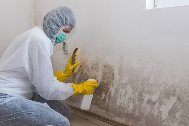 Best Residential Mold Removal  in Speer, NC