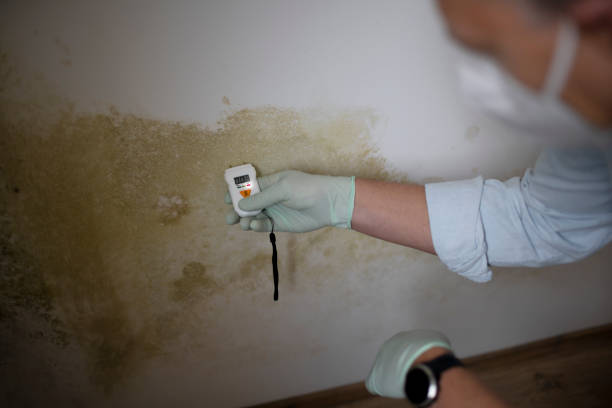 Best Mold Remediation  in Speer, NC