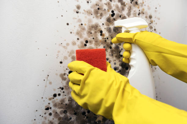 Mold Testing and Removal in Spencer, NC