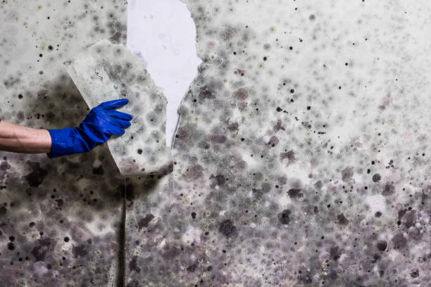 Best Fast Mold Removal  in Speer, NC