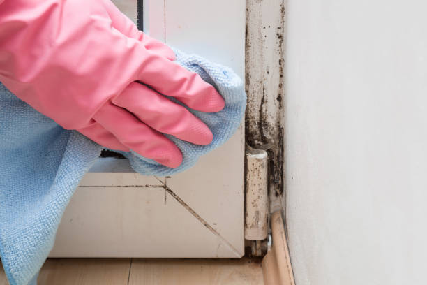 Best Office Mold Removal Services  in Speer, NC
