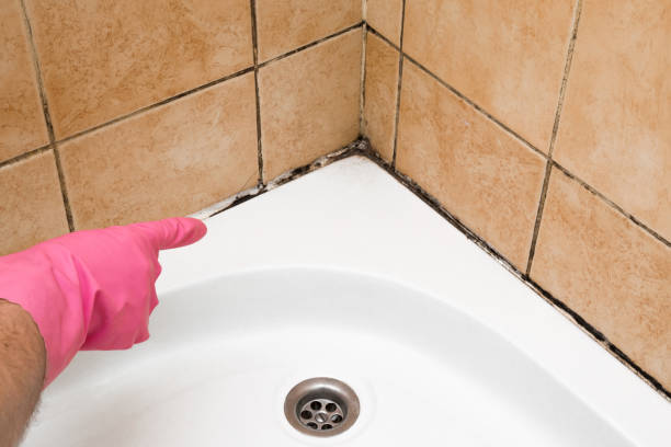 Best Home Mold Removal  in Speer, NC